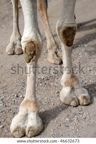 Closeup of Camels Legs