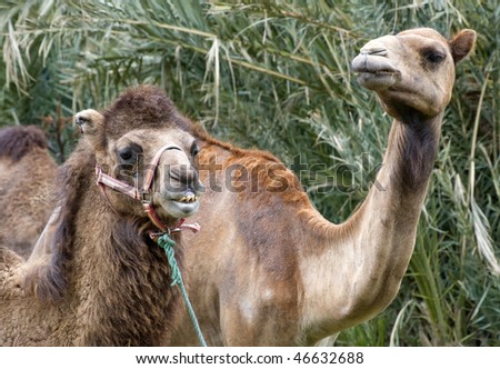 Closeup of two Camels