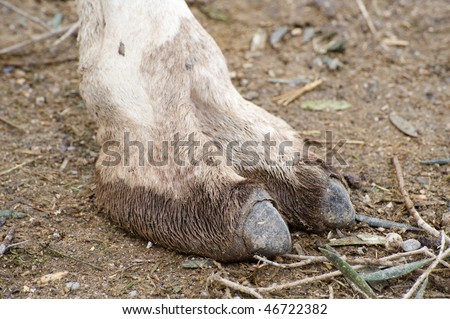 stock photo Closeup of a Camels Foot
