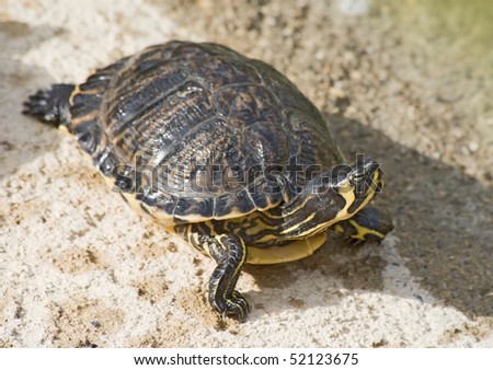 Red necked Slider Turtle