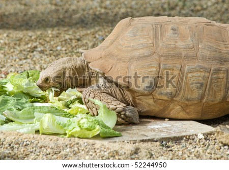 Close of a Tortoise Eating