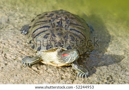 Red necked slider Turtle sunbathing