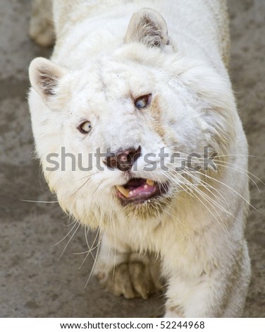 Closeup of a cross eyed White Tiger