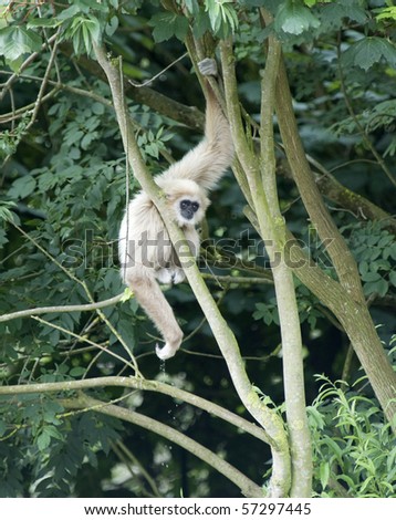 stock photo : Gibbon Monkey in