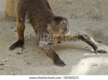 Capuchin Weeper Monkey on all fours