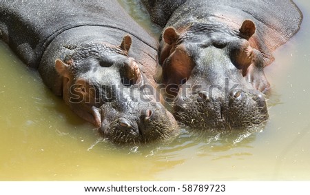 Two Hippopotamus side by side