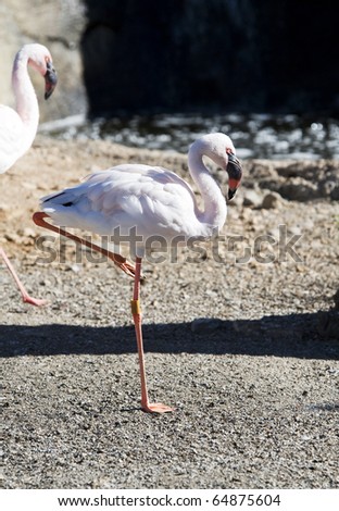 Lesser Flamingo standing on one leg
