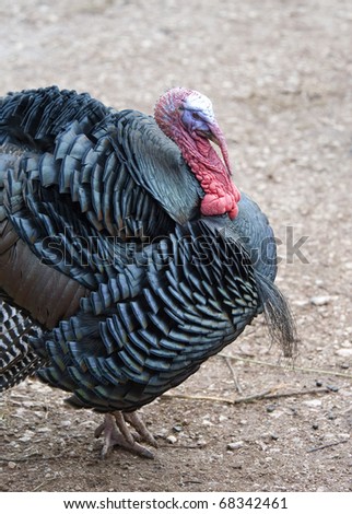 Close up of a Wild Turkey
