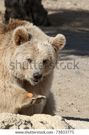Brown Bear eating a carrot