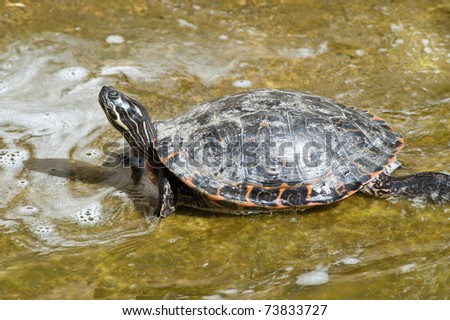 Red necked slider turtle