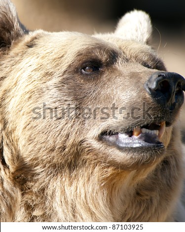 Close up of the head of a Brown Bear with its mouth open