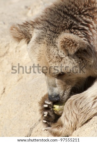 Close up of a Brown Bear Eating