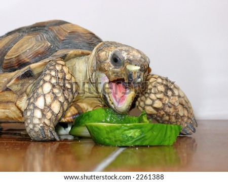 Land Turtle eating