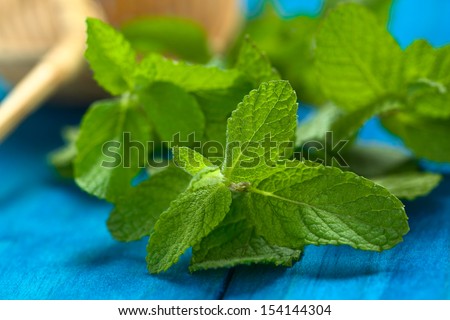 Muna (lat. Minthostachys mollis) is a herbal medicinal plant with a taste similar to mint, prepared as tea or used as spice in parts of Peru (Selective Focus, Focus on some of the leaves in the front)