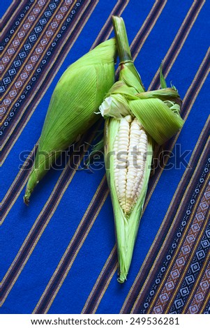 Cobs of white corn called Choclo (Spanish), in English Peruvian or Cuzco corn, typically found in Peru and Bolivia and used in traditional dishes, such as the Peruvian ceviche (Natural light)