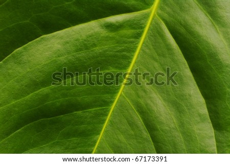 Macro shot of the surface of the leaf of the flamingo flower (lat. Anthurium) (Selective Focus, Focus on the main leaf vein and some other parts)