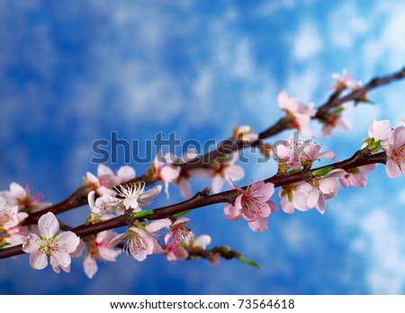 Peach branch in full bloom with blue background (Selective Focus, Focus on the blossoms in the front)