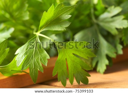 Fresh flat-leaved parsley (Selective Focus, Focus on the left leaf)