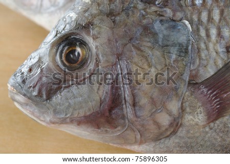 tilapia head