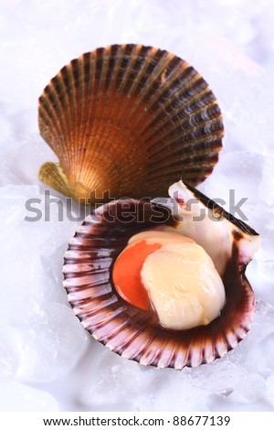 Raw queen scallop (lat. Aequipecten opercularis) with a colorful scallop shell on ice (Selective Focus, Focus the front of the scallop\'s meat)