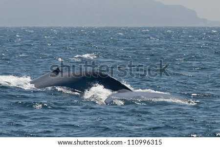 Blue Whale Off Santa Cruz Islands