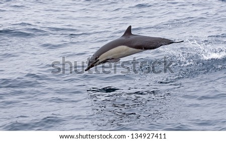 Common Dolphin Leaping