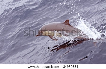 Common Dolphin jumping