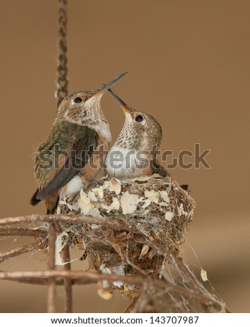 Ruby Throated Hummingbirds at nest