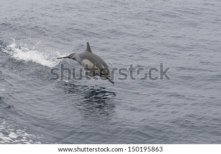 Common Dolphin Jumping