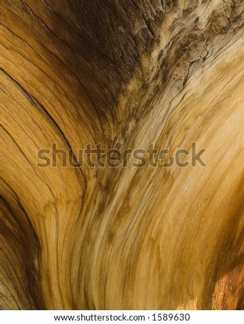 Bristle Cone Pine Tree bark closeup