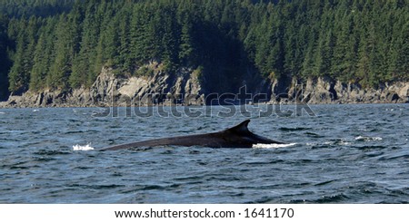 Fin Whale off Kodiak Island, Alaska