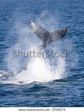Humpback Whale Tail Slap