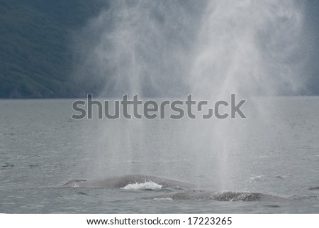 Fin Whale Off Kodiak