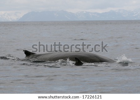 Fin Whale Off Kodiak