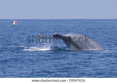 Blue Whale and fishing boat