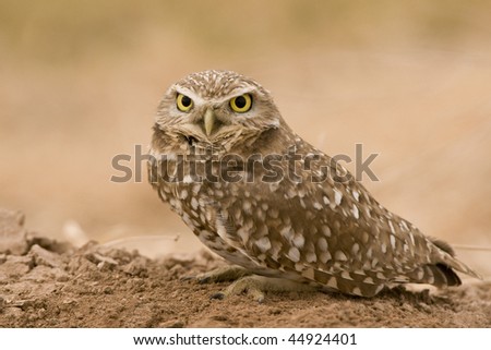 Burrowing Owl at the Salton Sea