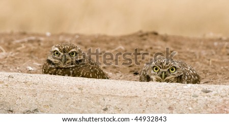 Burrowing Owls at the Salton Sea