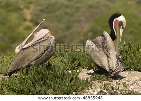 Brown Pelicans in Newport Back Bay