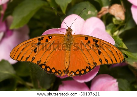 Gulf Fritillary Butterfly Stock Photo 50107621 : Shutte