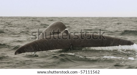 Blue Whale Off Channel Islands