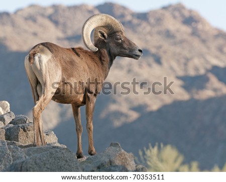 Big Horn Sheep in the Living Desert