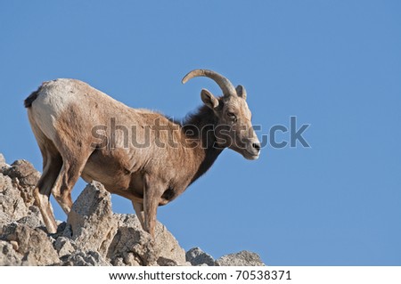 Young Big Horn Sheep on rocks