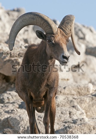 Big Horn Sheep on rocks