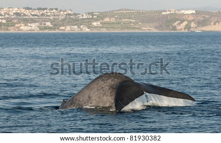 Blue Whale off of Dana Point, California