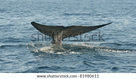 Blue Whale off the coast of Dana Point, California