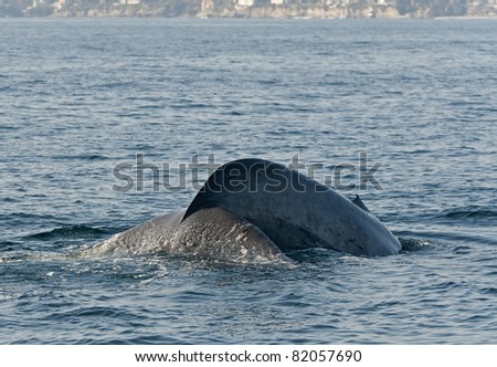 Blue Whale Off The Coast of Dana Point< California