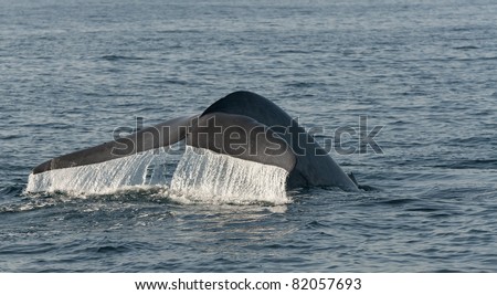 Blue Whale Off The Coast of Dana Point< California