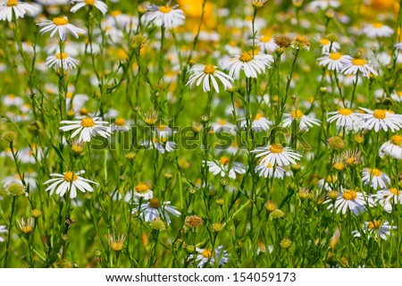 Background with white asters