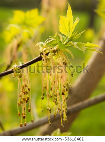 Box-elder Maple  flowers  appear in early spring on drooping racemes