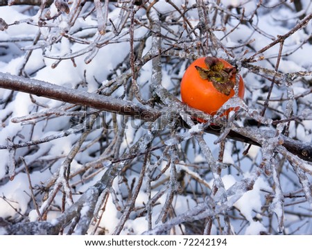 Persimmon is fruit of  southern countries . But the cold makes  persimmons sweeter